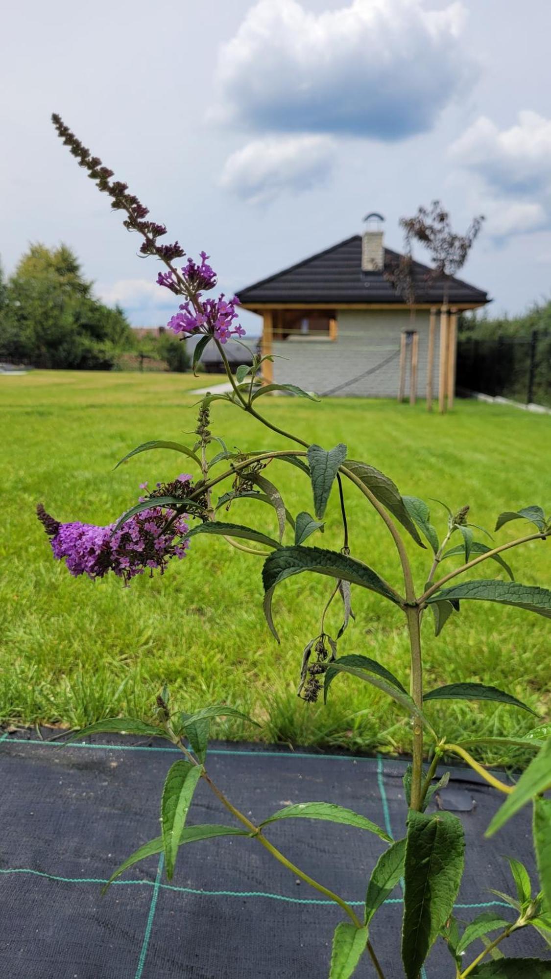 Gorskie Przysiolki W Koniakowie - Dom Z Bala Jodelka Exterior foto